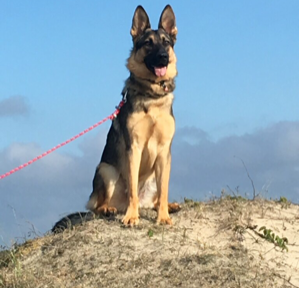 Der König auf Texel